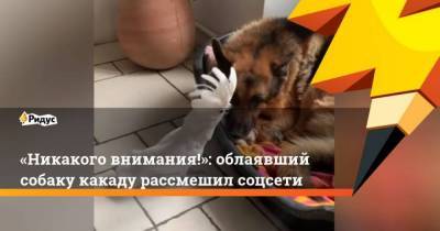 Никакого внимания!: облаявший собаку какаду рассмешил соцсети