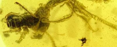 В янтаре нашли адского муравья с добычей - techno.bigmir.net - шт.Нью-Джерси