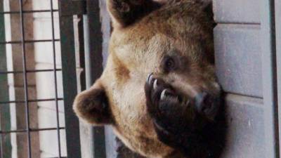"Велес" открыл единый номер телефона для бесплатных консультаций по диким животнымм
