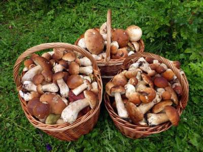 Когда собирать грибы после дождя осенью в Подмосковье