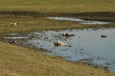В заповеднике Аскания-Нова погибло почти две сотни редких журавлей