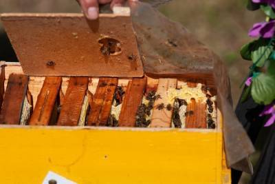 Тамбовские пчеловоды объединились в кооператив