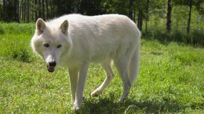 Финские ученые узнали, как волки превратились в домашних собак