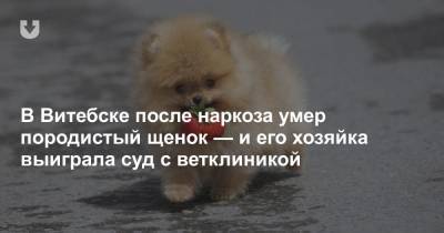 В Витебске после наркоза умер породистый щенок — и его хозяйка выиграла суд с ветклиникой
