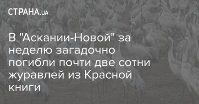 В "Аскании-Новой" за неделю загадочно погибли почти две сотни журавлей из Красной книги