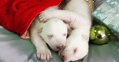 В сафари-парке Геленджика показали новорожденных белых медвежат