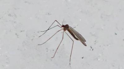 Жители Твери обнаружили в снегу необычных комаров