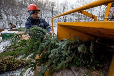 Куда сдать новогоднюю елку после праздников: Названы места утилизации в Киеве