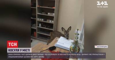 Дикое животное в городе: в Житомире детеныш косули гулял по улицам и зашел в офис (видео)