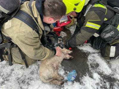 Спасатели реанимировали двух собак после пожара на юге Москвы