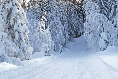 Несмотря на обильные осадки в лесных массивах области не зафиксированы снеголомы