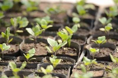 Сроки посадки баклажан на рассаду в 2021 году по лунному календарю садовода и огородника