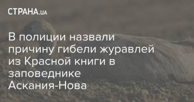 В полиции назвали причину гибели журавлей из Красной книги в заповеднике Аскания-Нова
