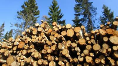 Особенности национального отопления: в Крыму подорожали дрова для населения