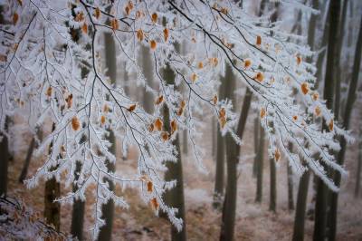 МЧС по Рязанской области выпустило метеопредупреждение о морозе