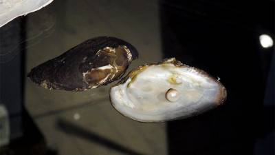 Ученые впервые расшифровали геном моллюска-жемчужницы