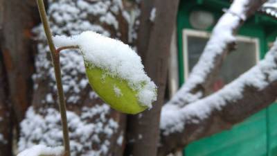 Снег с дождем: какой будет погода в Крыму во вторник