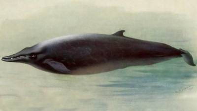 Океанологи открыли новый вид клюворылых китов