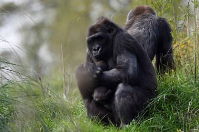 Стало известно о первом случае заражения гориллы коронавирусом