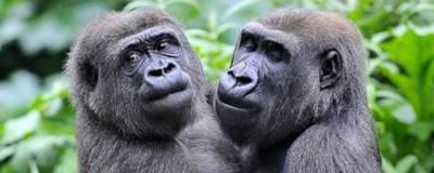 В американском сафари-парке две гориллы заразились коронавирусом