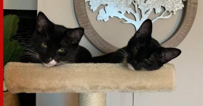 Коты-близнецы, взятые из приюта, покорили социальные сети