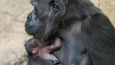 Коронавирус впервые обнаружили у горилл в зоопарке США
