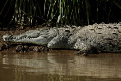 Крокодил растерзал мигранта при попытке перейти границу
