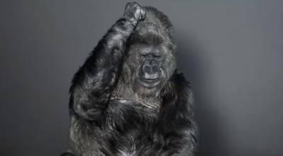 Ученые впервые выявили коронавирус у горилл