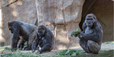 Впервые в истории. В зоопарке Сан-Диего у горилл подтвердили коронавирус