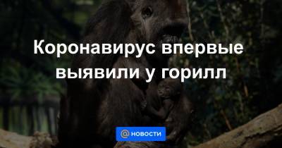 Коронавирус впервые выявили у горилл