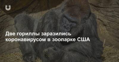 Две гориллы заразились коронавирусом в зоопарке США