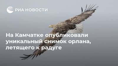 На Камчатке опубликовали уникальный снимок орлана, летящего к радуге