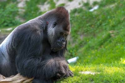 В США COVID-19 заразились гориллы
