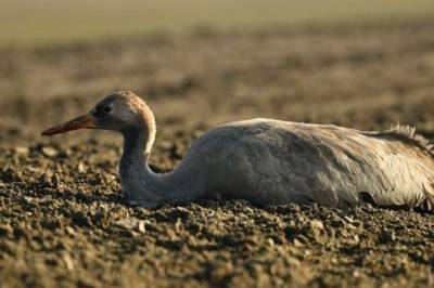 В заповеднике «Аскания-Нова» погибли почти 200 журавлей — птицы могли отравиться химикатами
