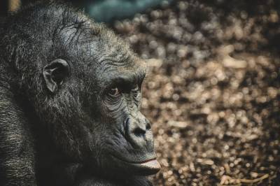Первый в мире случай заражения COVID-19 среди горилл произошел в американском зоопарке