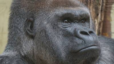У горилл в США впервые выявили коронавирус