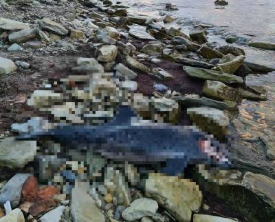 Массовая гибель дельфинов произошла на Черноморском побережье Кубани