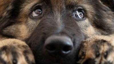 В квартире петербургской пенсионерки при пожаре погибли 27 собак