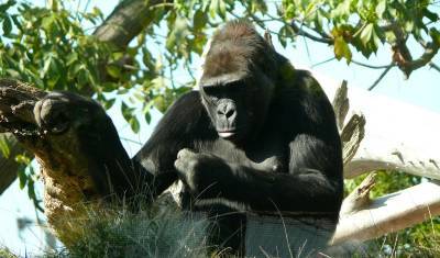 Ковид выявили у горилл в зоопарке США
