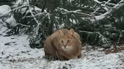 Камышовая кошка Катя появилась в Минском зоопарке