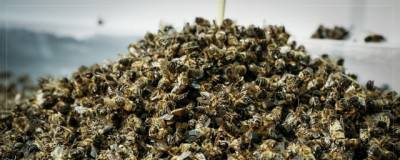 В Кузбассе нашли виновных в массовой гибели пчел