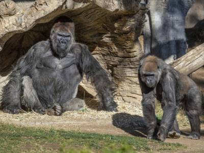 Две гориллы в Калифорнии заразились коронавирусом