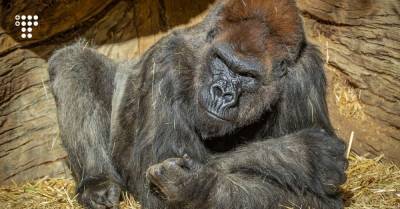 В американском зоопарке коронавирусом заразились гориллы. Похоже, это первый случай в мире