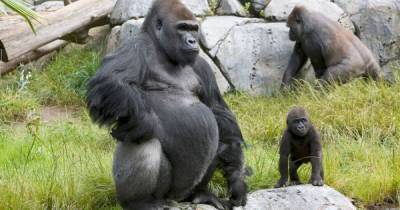 Впервые за пандемию: в зоопарке Сан-Диего у восьми горилл подтвердили коронавирус - focus.ua - Сан-Диего - county San Diego