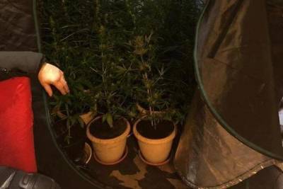 В Петербурге в суд передали дело о наркодилерах и плантации конопли