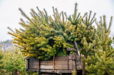 Подкормка животных и щепа для компоста: новогодним елкам дают вторую жизнь