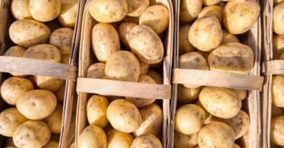 За год Украина почти на треть увеличила импорт картофеля