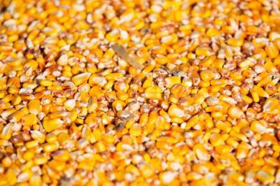 Китай одобрил импорт двух штаммов ГМ-кукурузы из-за рекордного спроса