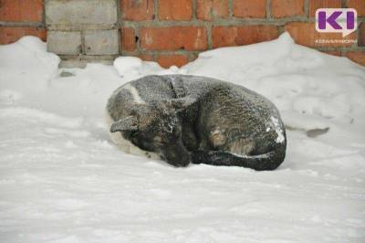 Приют “Друг” ищет передержку для собак на время морозов