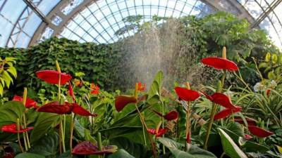 Оранжереи Таврического сада откроются для петербуржцев в 2025 году